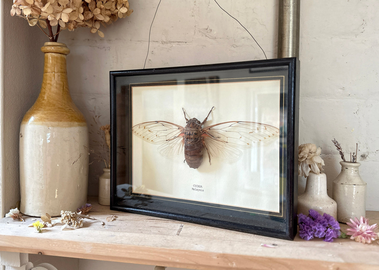 Framed Cicada Specimen