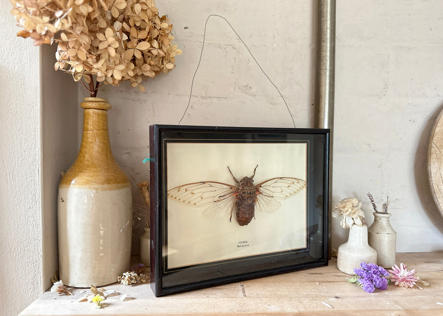 Framed Cicada Specimen