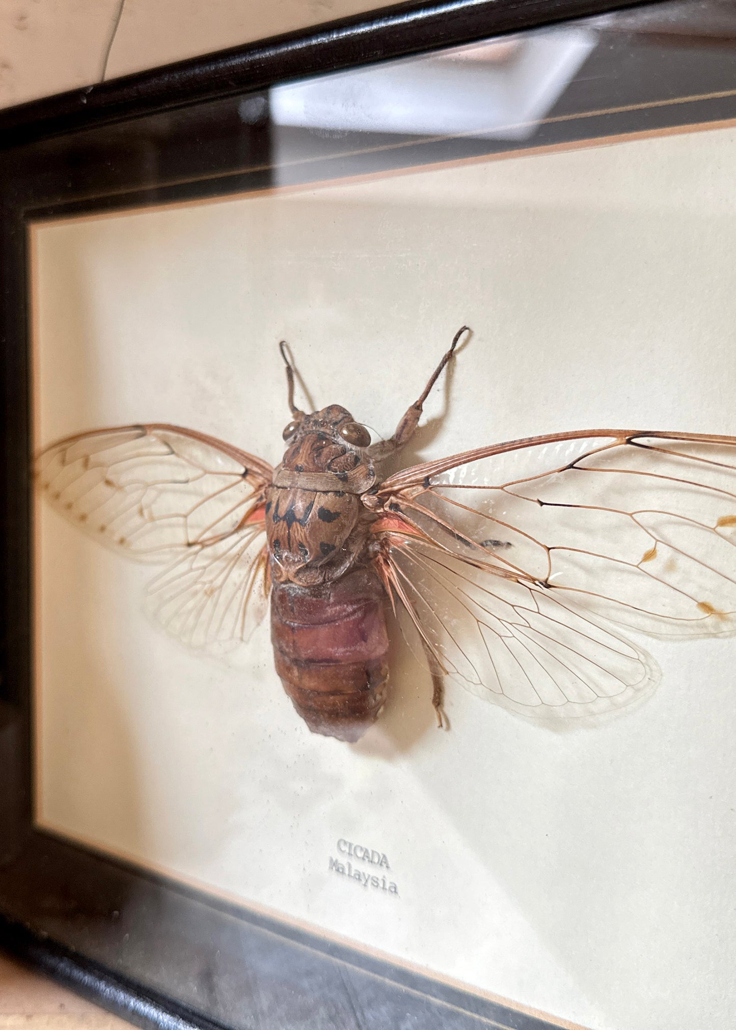 Framed Cicada Specimen