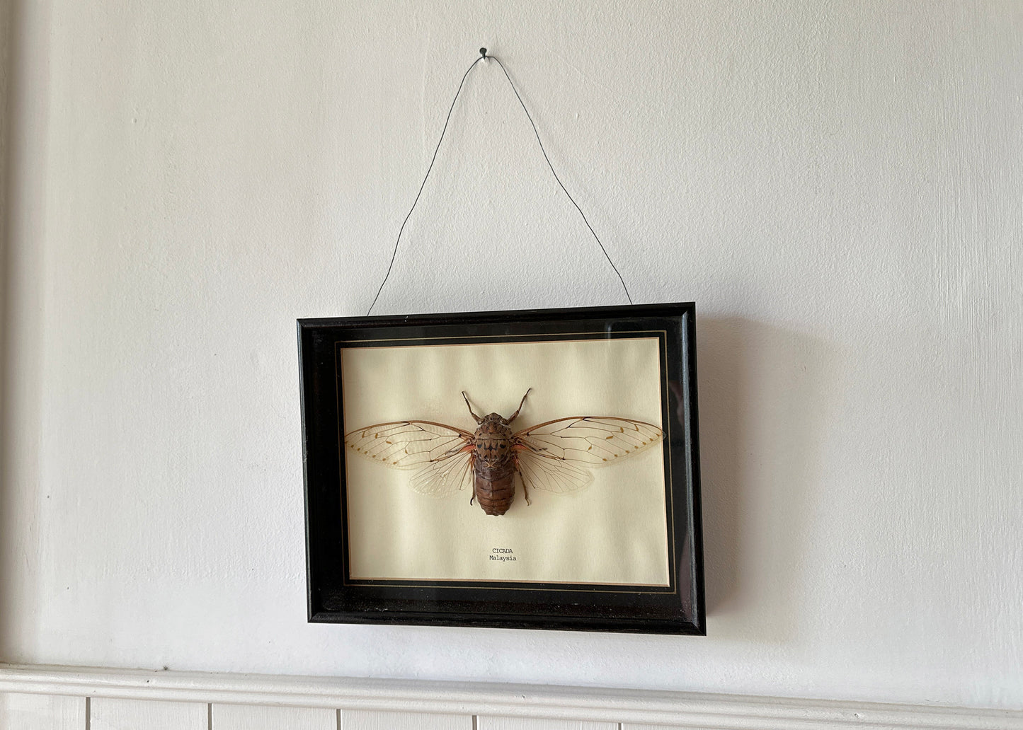 Framed Cicada Specimen