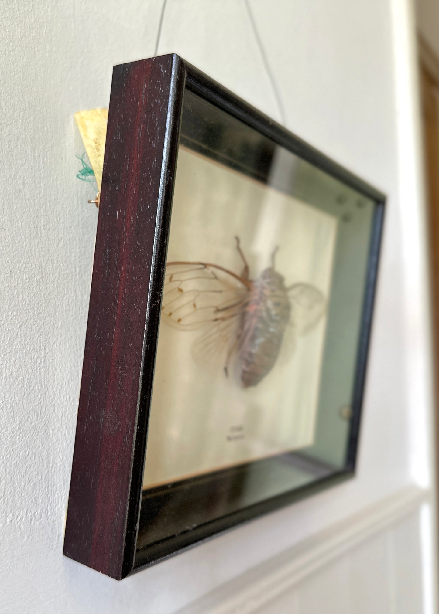 Framed Cicada Specimen