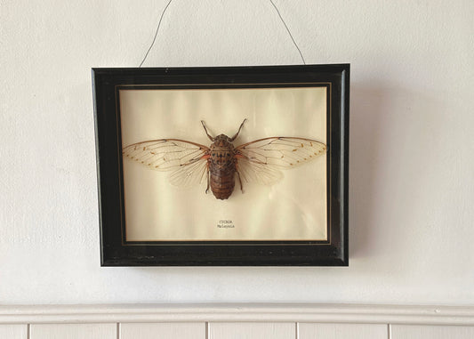 Framed Cicada Specimen