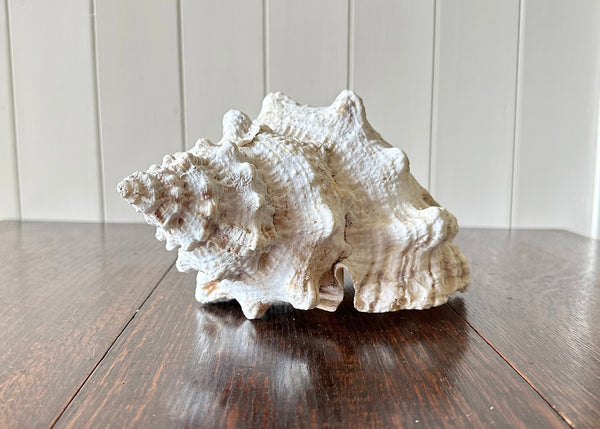 Old Conch Shell, Tutufa Rubeta