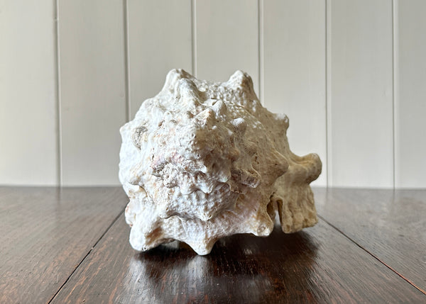 Old Conch Shell, Tutufa Rubeta