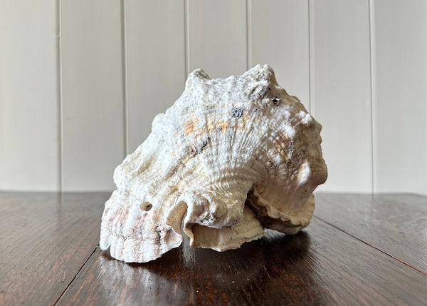 Old Conch Shell, Tutufa Rubeta