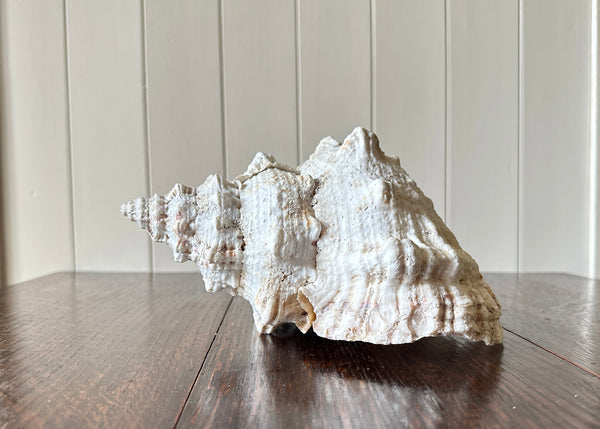 Old Conch Shell, Tutufa Rubeta