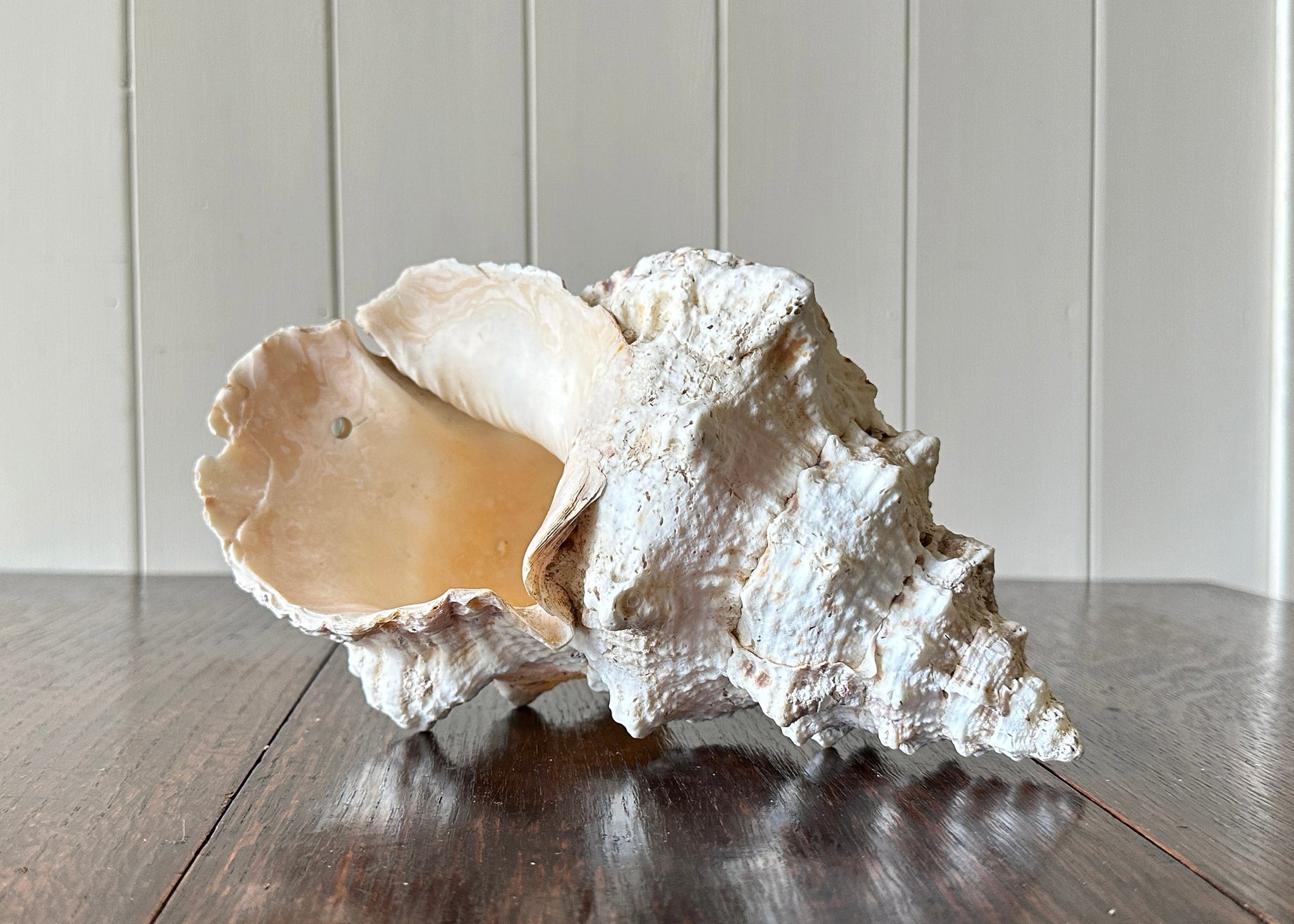 Old Conch Shell, Tutufa Rubeta