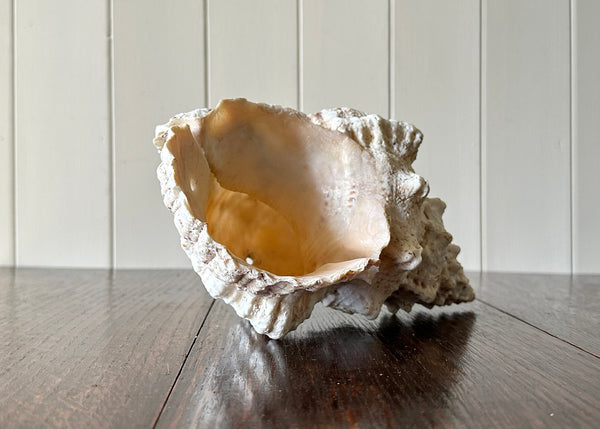 Old Conch Shell, Tutufa Rubeta