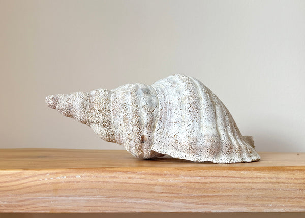Horse Conch Shell