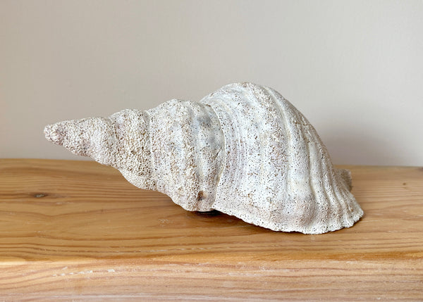Horse Conch Shell