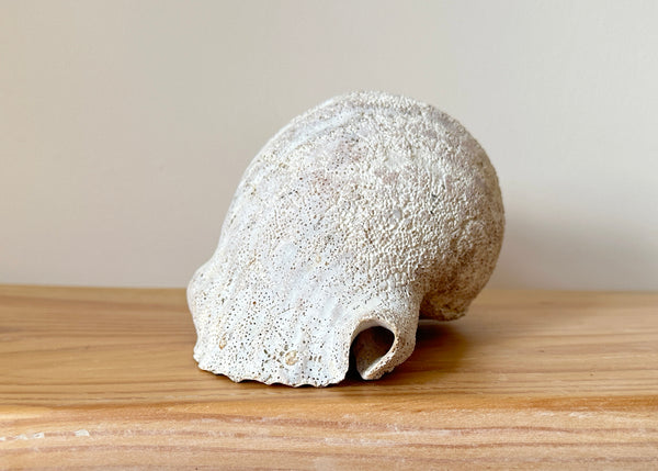 Horse Conch Shell