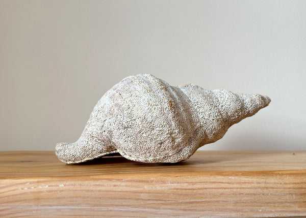Horse Conch Shell