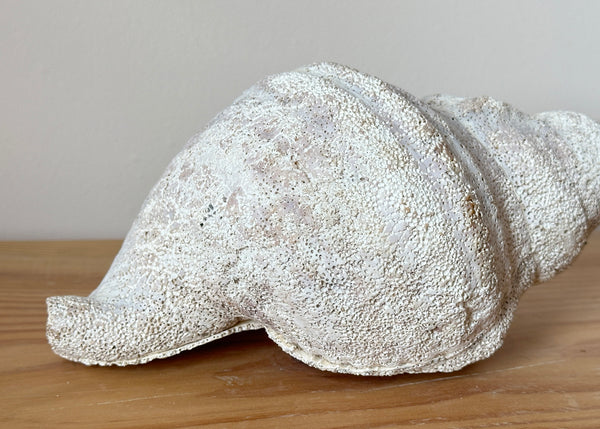Horse Conch Shell