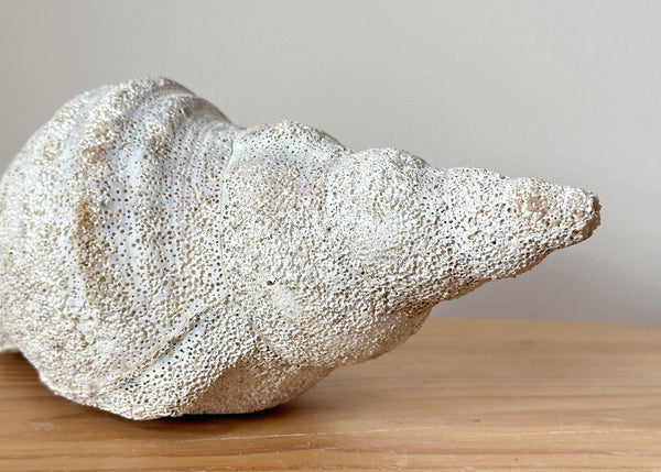 Horse Conch Shell