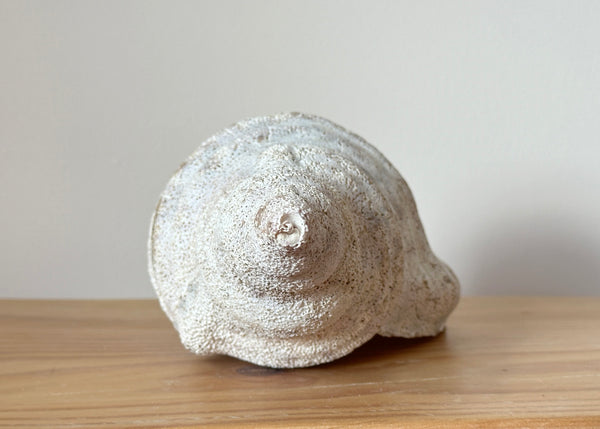 Horse Conch Shell