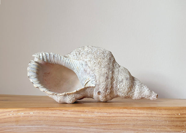 Horse Conch Shell