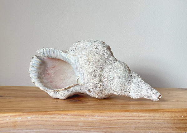 Horse Conch Shell