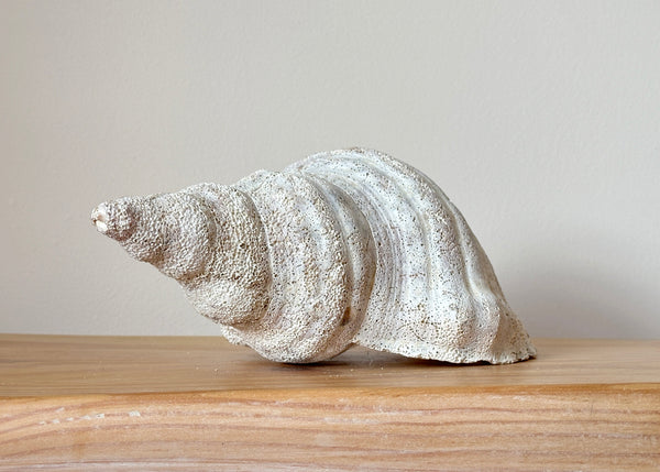 Horse Conch Shell