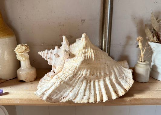 Queen Conch Shell