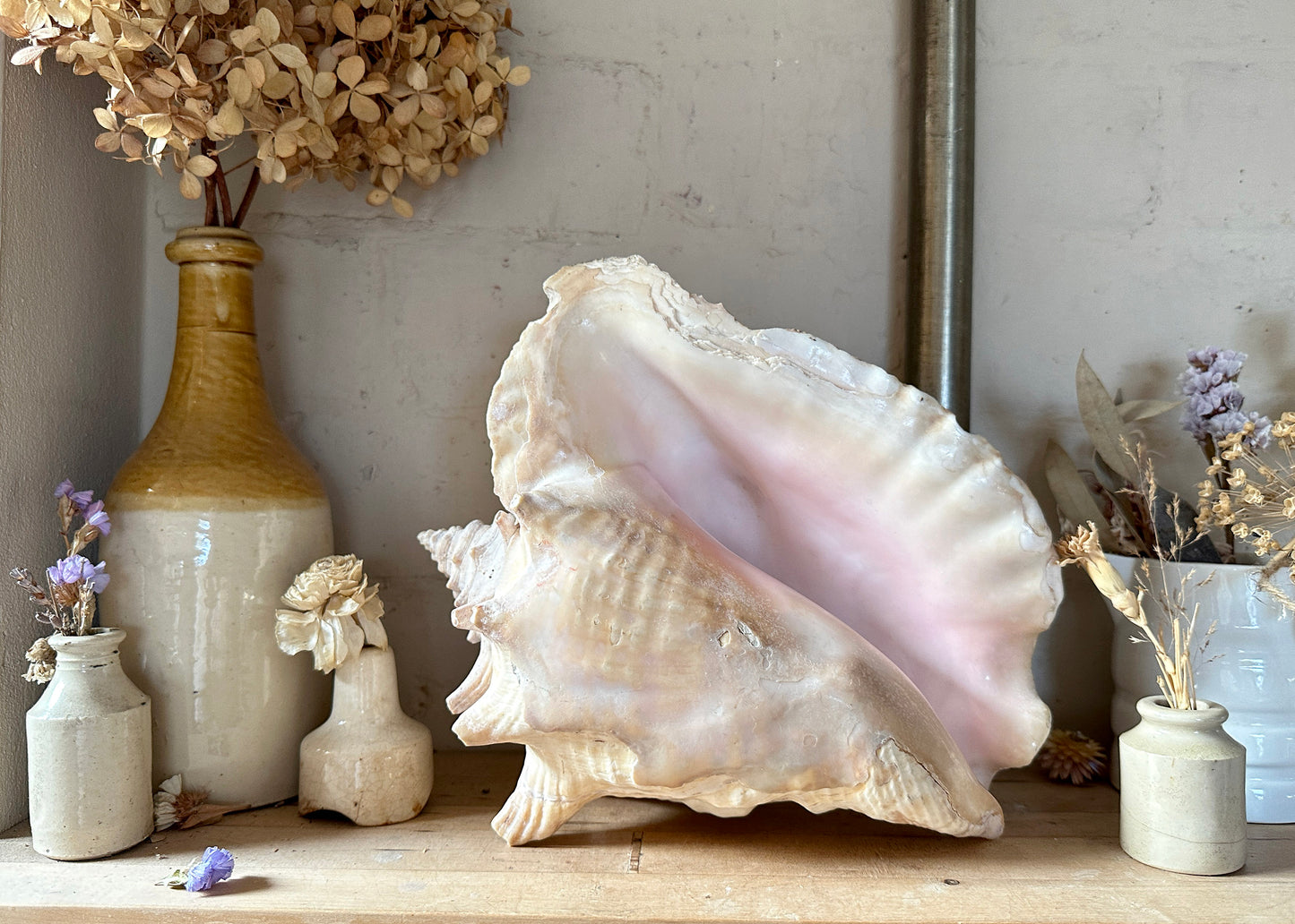 Queen Conch Shell