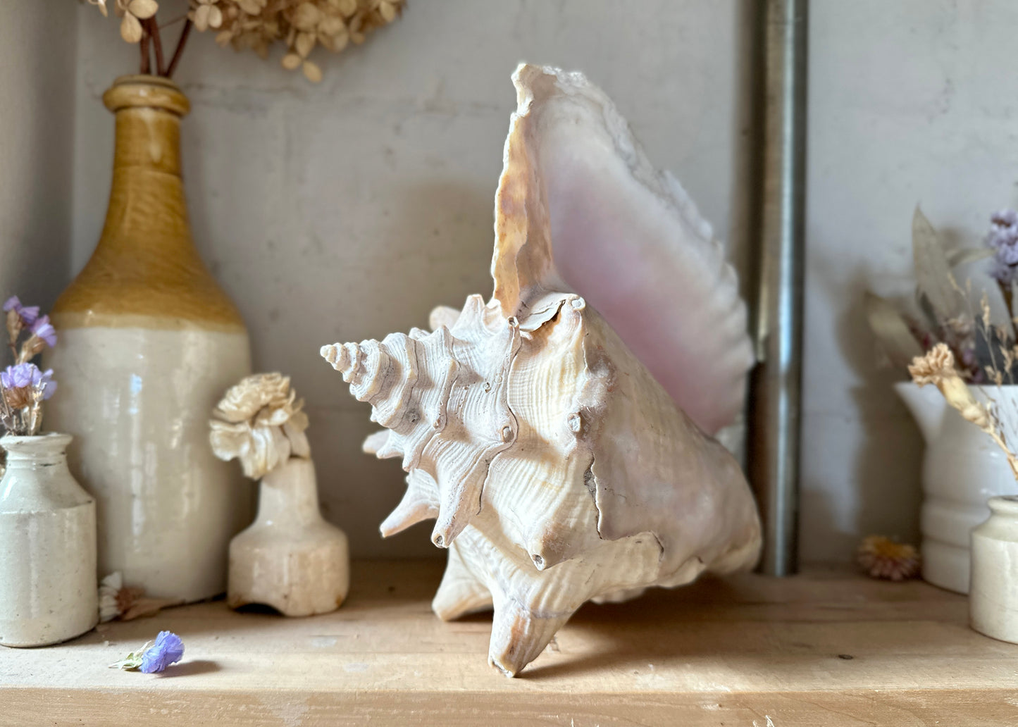 Queen Conch Shell