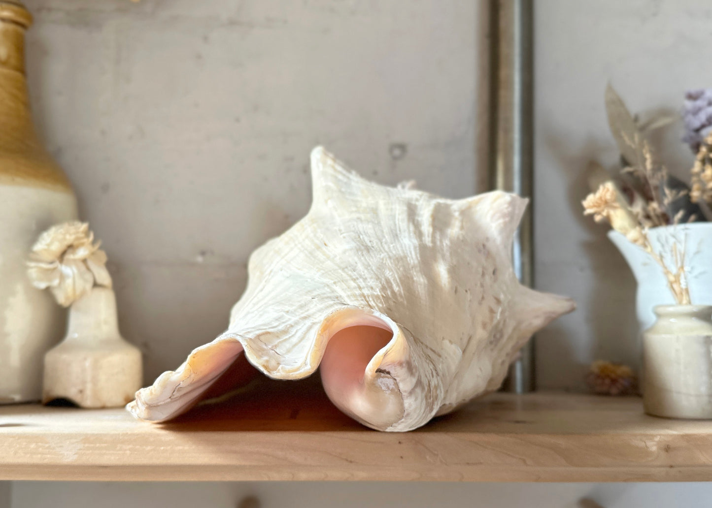 Queen Conch Shell