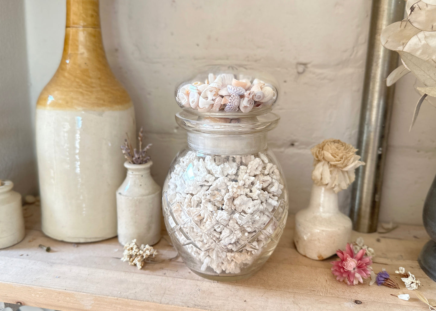 Jar of Coral & Shells