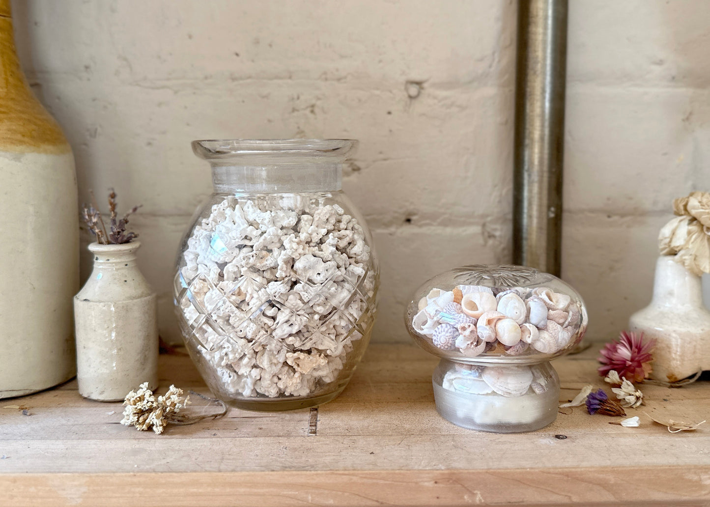 Jar of Coral & Shells