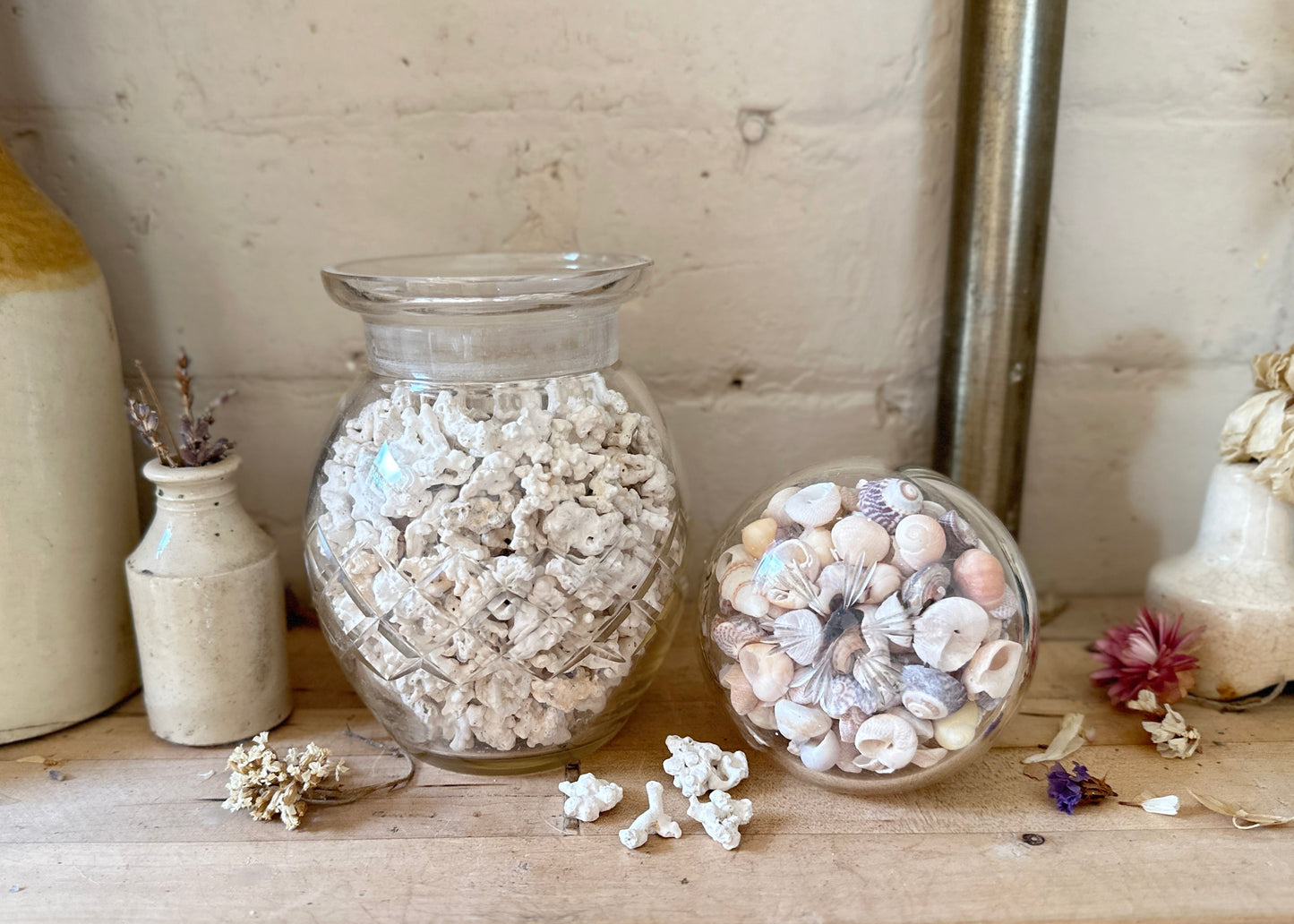 Jar of Coral & Shells