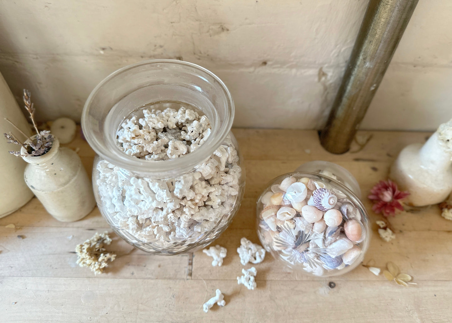 Jar of Coral & Shells