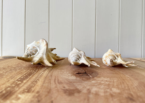 x3 Lambis Shells- Spider Conch
