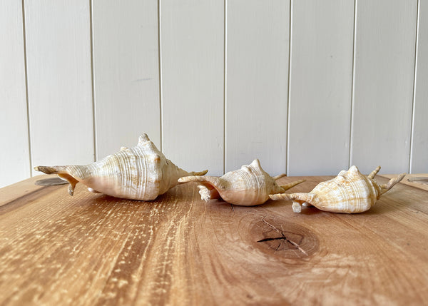 x3 Lambis Shells- Spider Conch