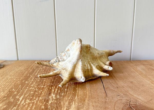 x3 Lambis Shells- Spider Conch