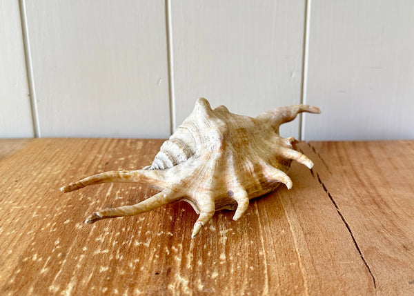 x3 Lambis Shells- Spider Conch