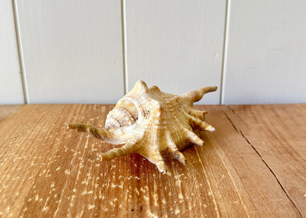x3 Lambis Shells- Spider Conch