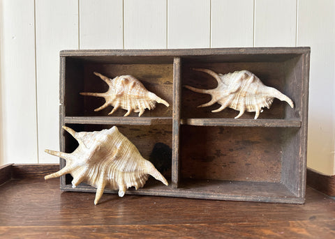 x3 Lambis Shells- Spider Conch