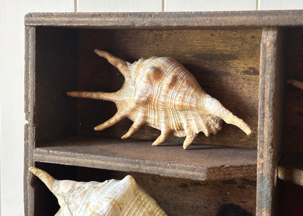 x3 Lambis Shells- Spider Conch