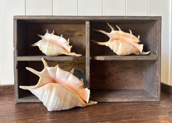 x3 Lambis Shells- Spider Conch