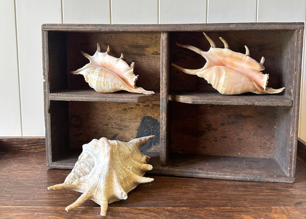x3 Lambis Shells- Spider Conch