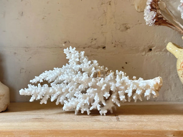 Natrual Sea Coral Specimen