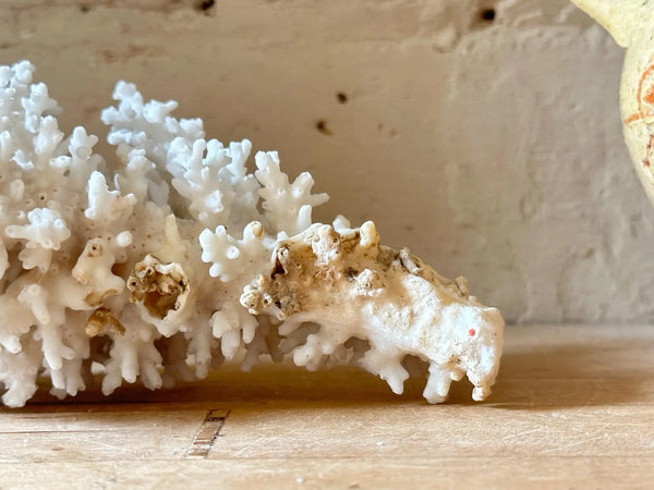 Natrual Sea Coral Specimen
