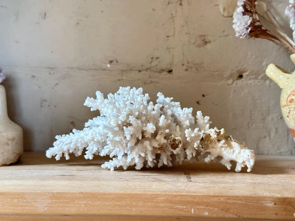 Natrual Sea Coral Specimen