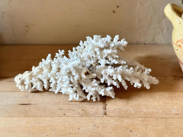 Natrual Sea Coral Specimen