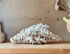 Natrual Sea Coral Specimen