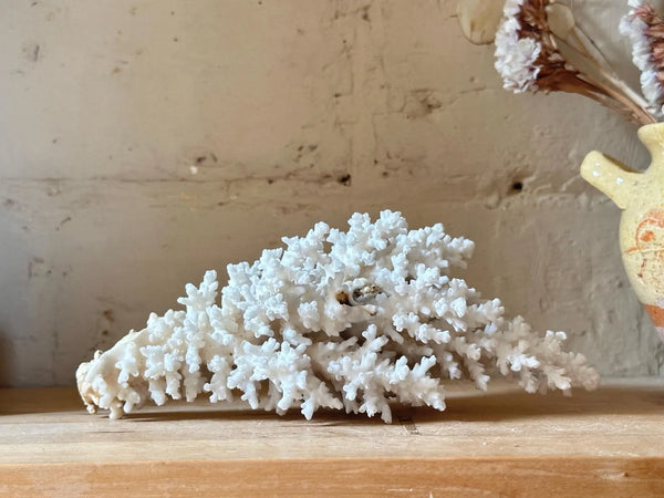 Natrual Sea Coral Specimen