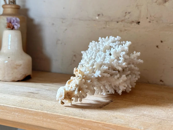 Natrual Sea Coral Specimen