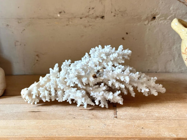 Natrual Sea Coral Specimen