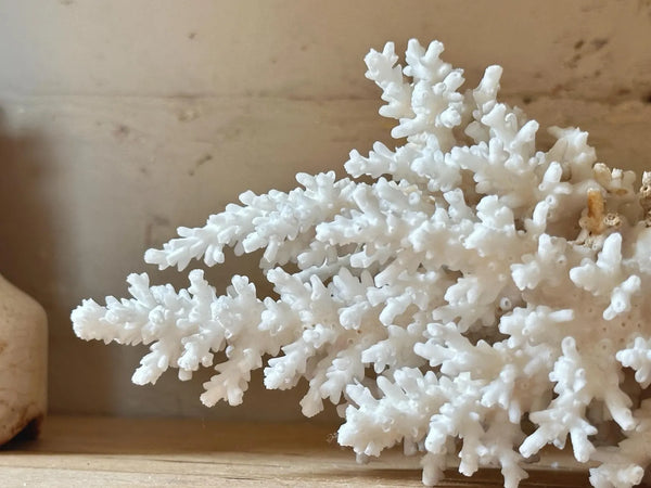 Natrual Sea Coral Specimen