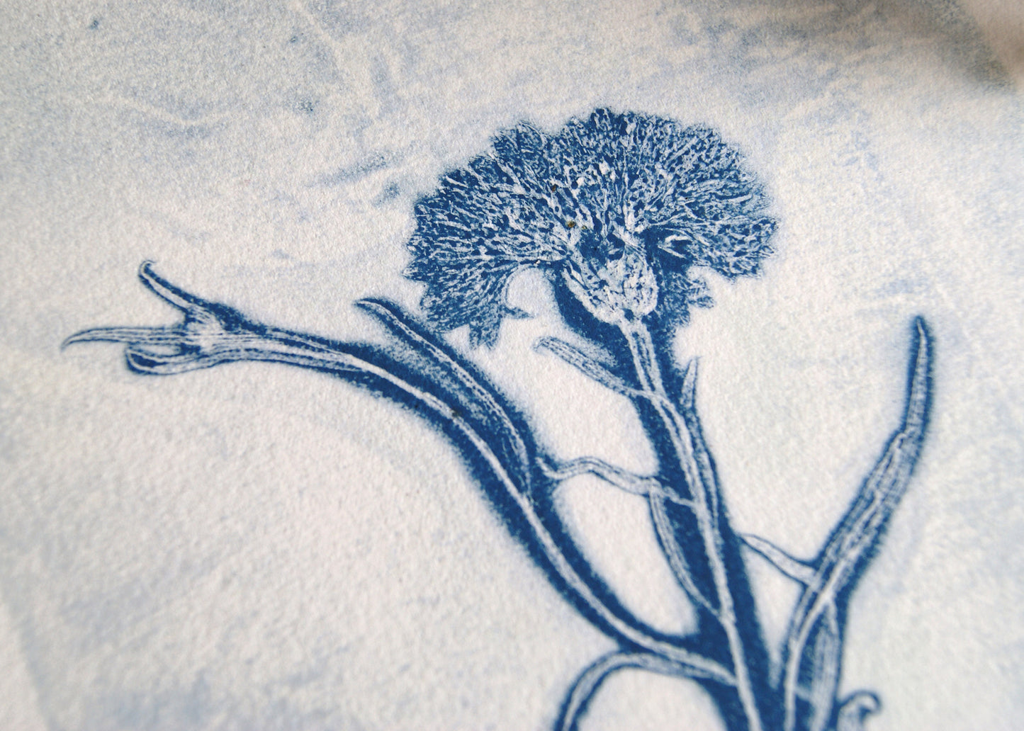 Pressed Wild Cornflower Relief Print