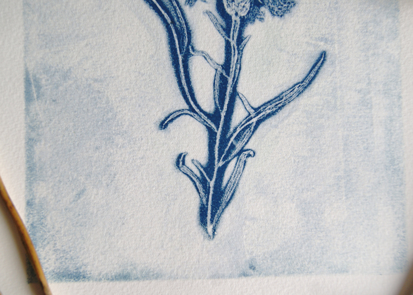 Pressed Wild Cornflower Relief Print